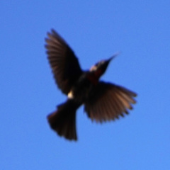 Chalcomitra senegalensis