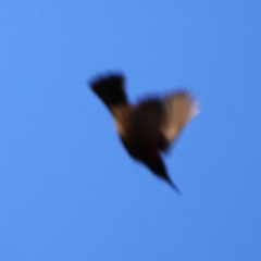 Chalcomitra senegalensis