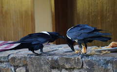 Corvus albus