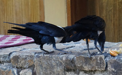 Corvus albus