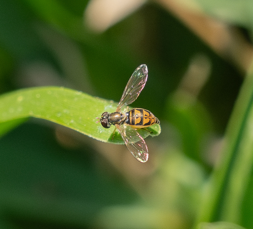 Unknown species found near Texas, US