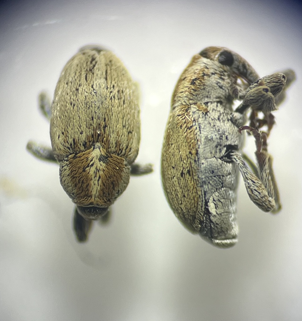 Sibinia femoralis