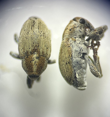 Sibinia femoralis