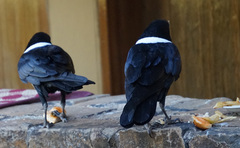 Corvus albus