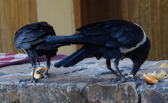 Corvus albus