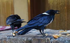 Corvus albus
