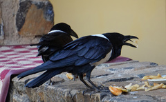 Corvus albus