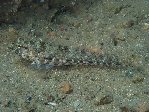 Gobius incognitus