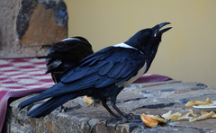 Corvus albus