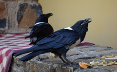 Corvus albus