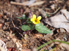 Viola hastata