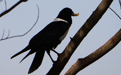 Corvus albus