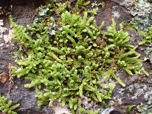 Papillaria flavolimbata observed 2026-03-29