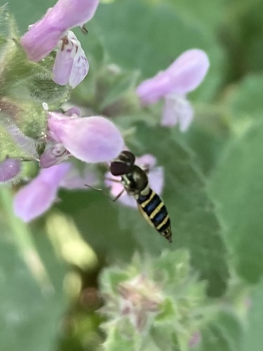 Unknown species found near Reinhardt Redwood Regional Park, Orinda, CA, US