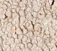 Pertusaria subpertusa
