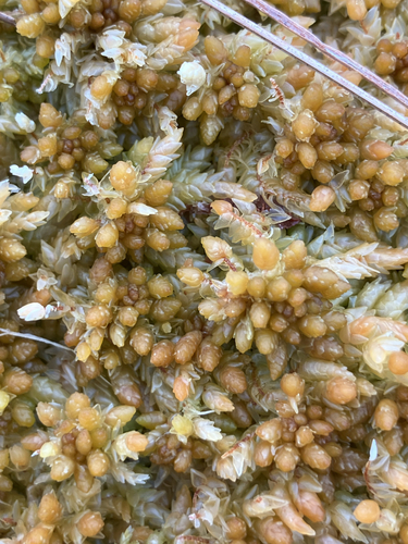 Papillose Peatmoss (Sphagnum papillosum)