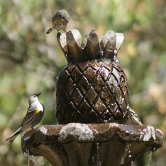 Setophaga coronata auduboni