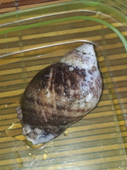 Acanthina