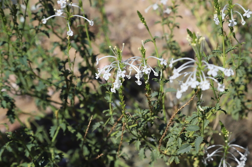White Chascanum