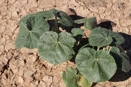 Wild Pumpkin