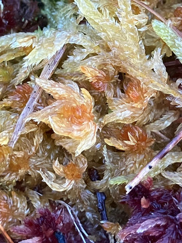 Delicate Peatmoss (Sphagnum tenellum)