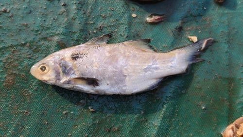 Black spot six thread tassel fish (Polydactylus sextarius) — Polynemidae