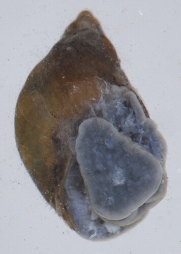 Radix natalensis observed 2026-03-26