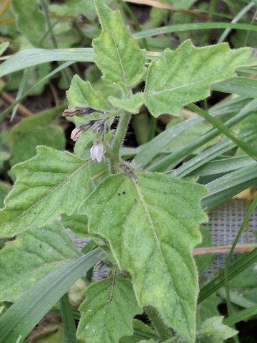 Hoe Nightshade (Solanum nitidibaccatum)