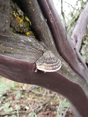 Phellinus arctostaphyli