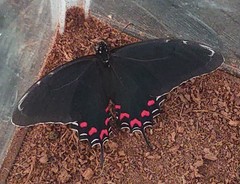 Mimoides thymbraeus aconophos