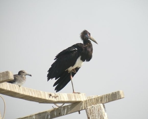 Abdim's Stork