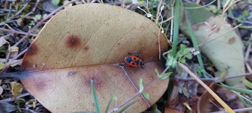 European Firebug