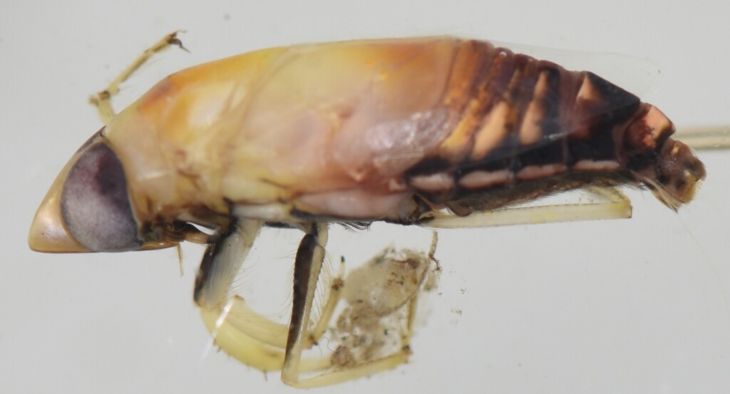 Anisops Insect Anisops sardeus from Dr Kenneth Kaunda District Municipality, South ...