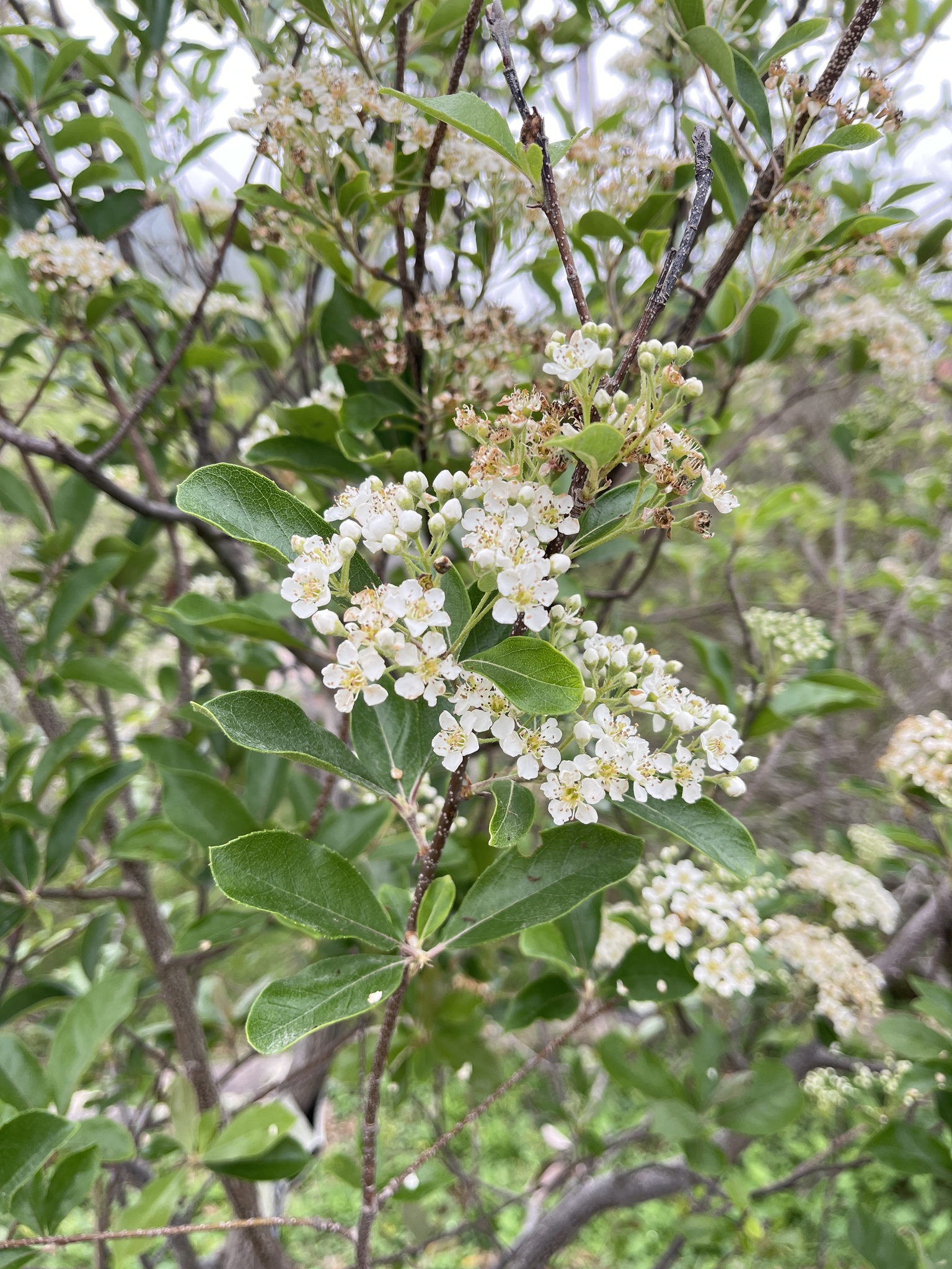 Red tip photinia