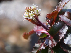 Micranthes micranthidifolia