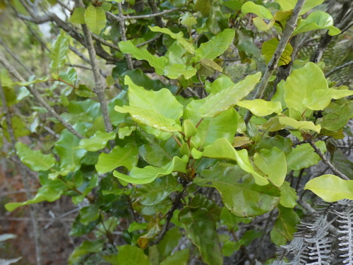 Codia xerophila observed 2026-03-20