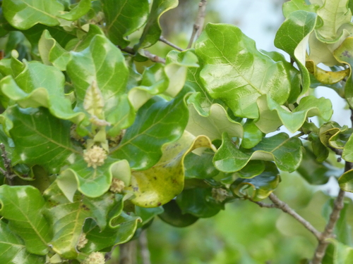 Codia xerophila observed 2026-03-20