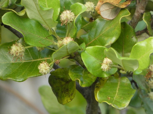 Codia xerophila observed 2026-03-20