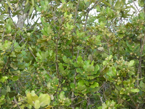 Codia xerophila observed 2026-03-20