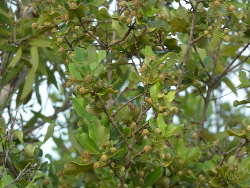 Codia xerophila observed 2026-03-20
