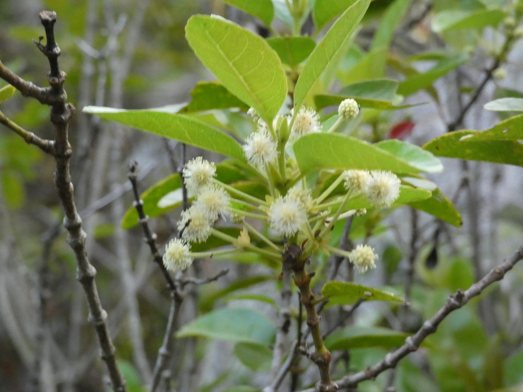 Pancheria ternata