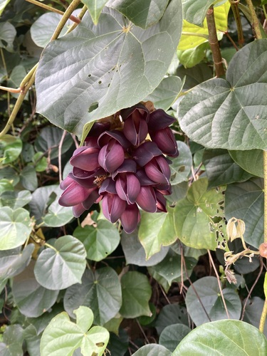 Mucuna membranacea observed 2026-03-28