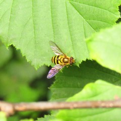 Syrphus knabi