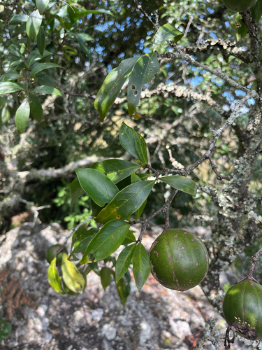 Wild Gardenia (Rothmannia capensis)