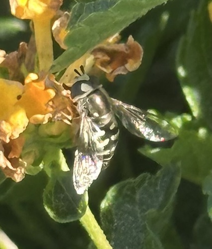 Unknown species found near Warren St, Lost Hills, CA, US