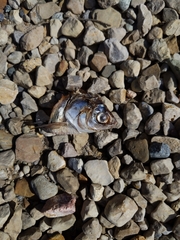 Dorosoma cepedianum