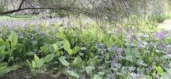 Pontederia paniculata