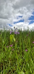 Pontederia paniculata, photograph Taize Santos, CC0, iNaturalist via GBIF