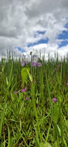 Pontederia paniculata, photograph 4
