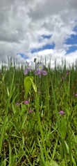 Pontederia paniculata, photograph Taize Santos, CC0, iNaturalist via GBIF